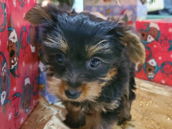 Yorkshire Terrier DOG Male BLACK-TAN 19215 Petland Dalton, Georgia