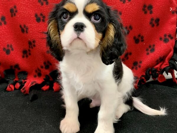 Cavalier King Charles Spaniel DOG Male TRI 8647 Petland Dalton, Georgia