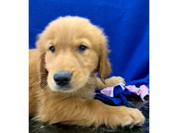 Golden Retriever DOG Male Golden 8659 Petland Dalton, Georgia