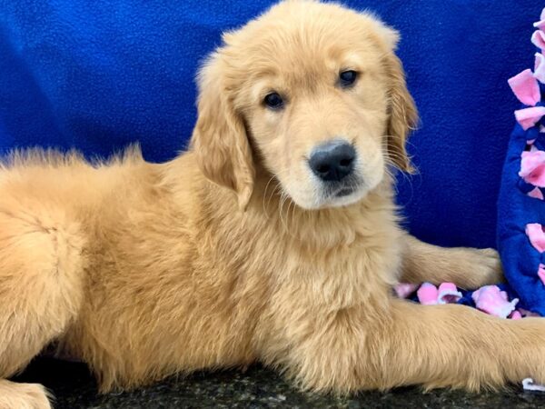 Golden Retriever DOG Female Golden 8660 Petland Dalton, Georgia