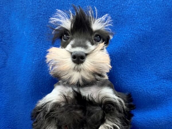 Miniature Schnauzer DOG Female BLK SILVER 8648 Petland Dalton, Georgia