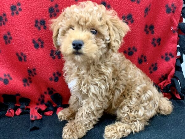 Poodle DOG Male Red 8650 Petland Dalton, Georgia