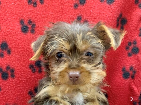 Yorkshire Terrier DOG Female CHOC TAN 8643 Petland Dalton, Georgia