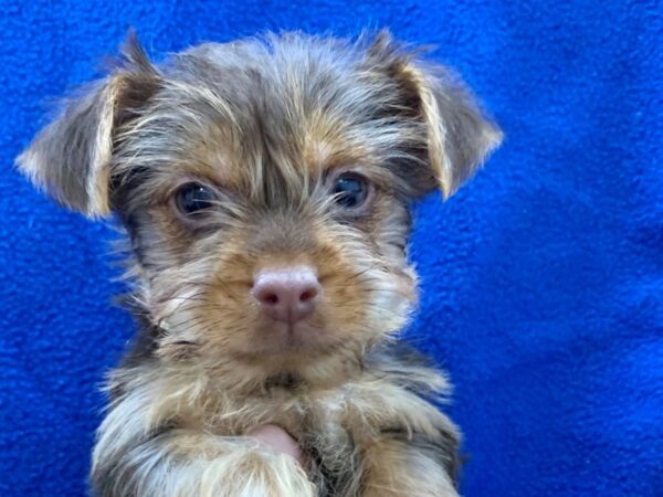 Yorkshire Terrier DOG Male BLK TAN 8644 Petland Dalton, Georgia