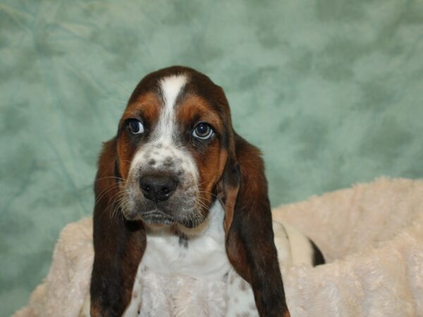 Basset Hound DOG Male Black White and Tan 19224 Petland Dalton, Georgia