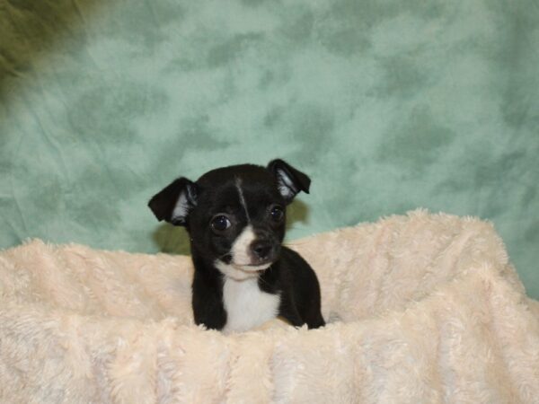 Chihuahua DOG Male Black and White 19226 Petland Dalton, Georgia