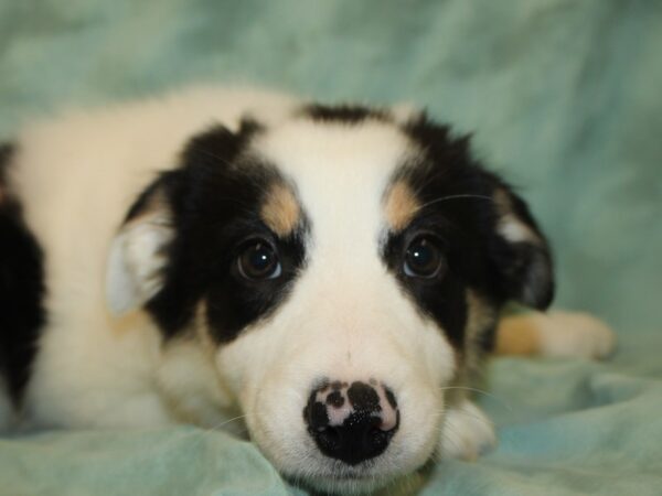 Border Collie DOG Female Black Red and White 8670 Petland Dalton, Georgia