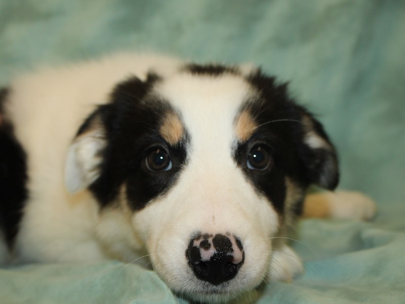 Border Collie Puppy Black Red and White ID:8670 Located at Petland