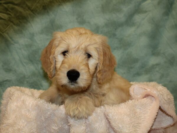 Goldendoodle DOG Female Golden 8671 Petland Dalton, Georgia