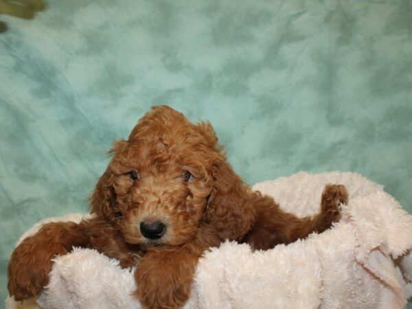 F2 STANDARD GOLDENDOODLE DOG Female Dark Red 19228 Petland Dalton, Georgia