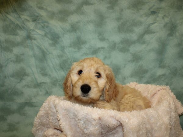 Goldendoodle DOG Female Golden 8672 Petland Dalton, Georgia