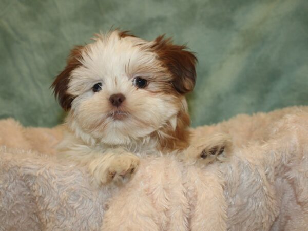 Shih Tzu DOG Female BROWN WHITE 8673 Petland Dalton, Georgia