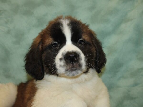 Saint Bernard DOG Male Sable & White 19227 Petland Dalton, Georgia