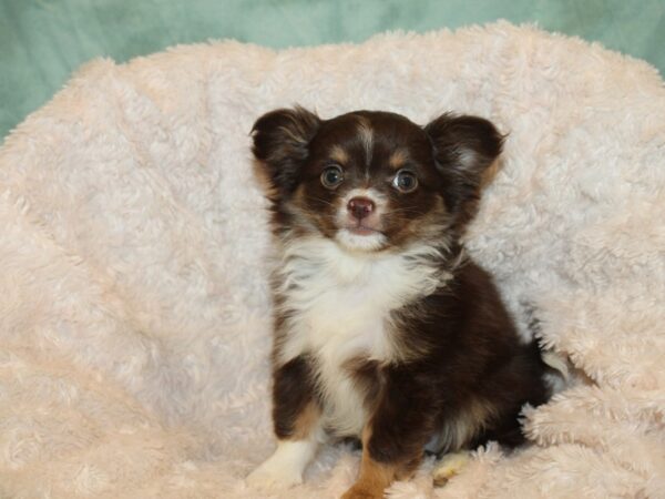 Chihuahua DOG Male CHOC WHITE 19242 Petland Dalton, Georgia