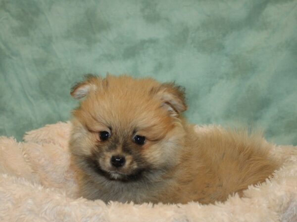 Pomeranian DOG Male Red Sable 8674 Petland Dalton, Georgia