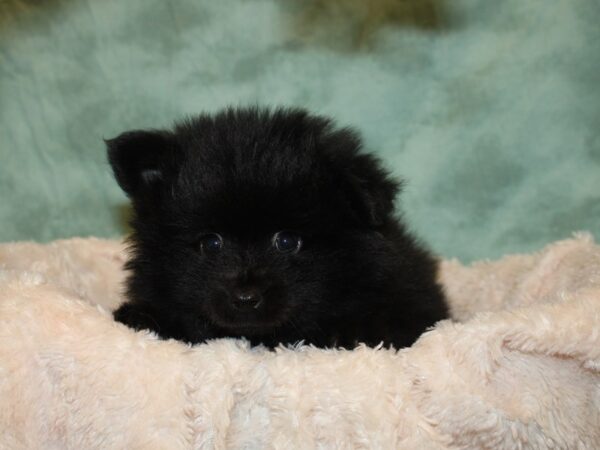 Pomeranian DOG Male Black 8675 Petland Dalton, Georgia