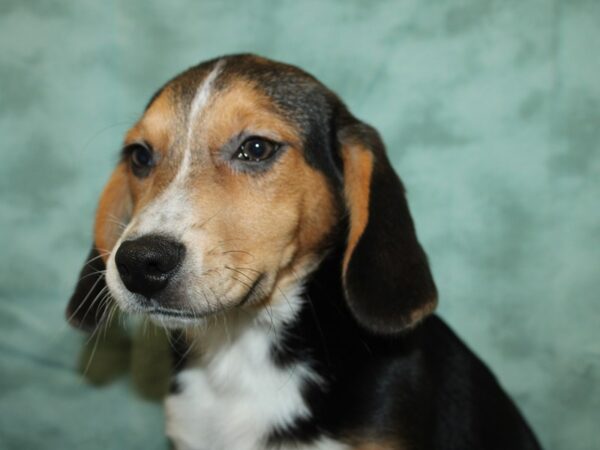 Beagle Mix DOG Male Black and Brown 19169 Petland Dalton, Georgia