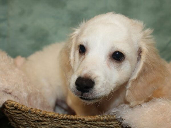 Bichon Frise DOG Male White 19192 Petland Dalton, Georgia