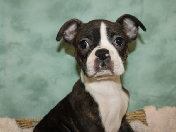 Boston Terrier DOG Male Brindle and White 19185 Petland Dalton, Georgia