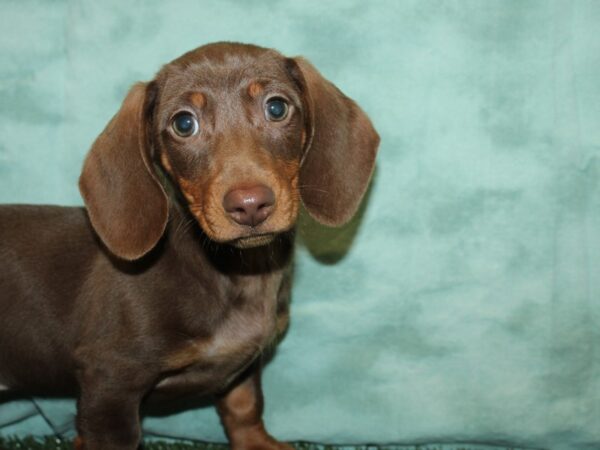 Dachshund DOG Male Chocolate 19189 Petland Dalton, Georgia