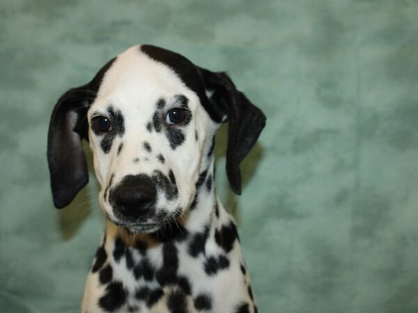 Dalmatian DOG Female Blk&Wht 19206 Petland Dalton, Georgia