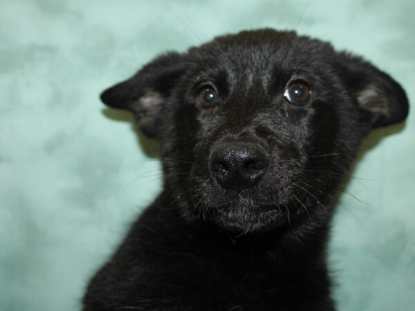 German Shepherd-DOG-Female-Black Tan-19182-Petland Dalton, Georgia