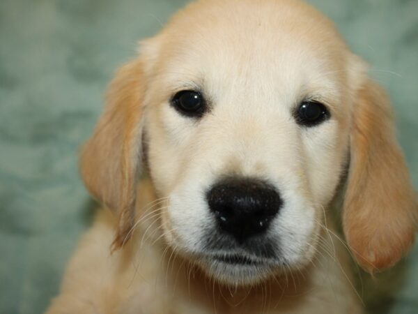 Golden Retriever DOG Female Golden 19213 Petland Dalton, Georgia