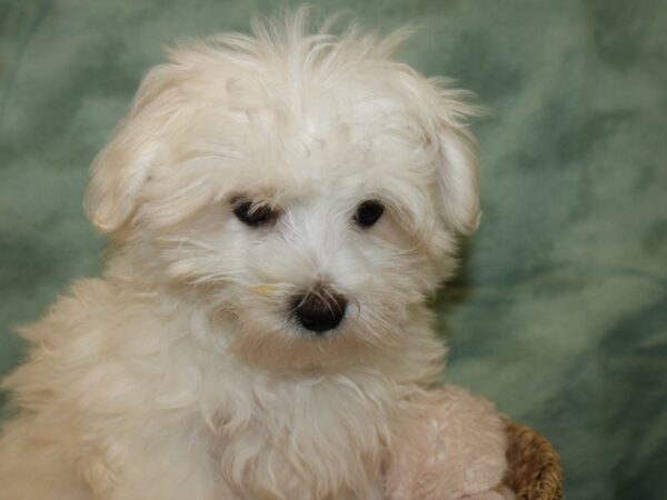 Maltese DOG Male WH 19217 Petland Dalton, Georgia