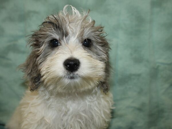 Malti Poo-DOG-Male-BLUE MERLE PARTI-19176-Petland Dalton, Georgia