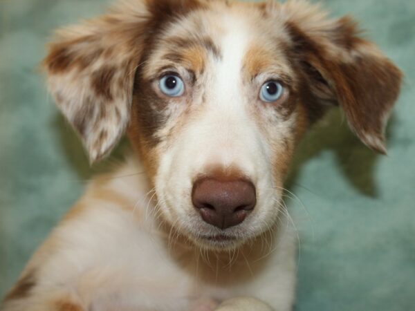 Miniature Australian Shepherd DOG Female RED MERLE 19150 Petland Dalton, Georgia