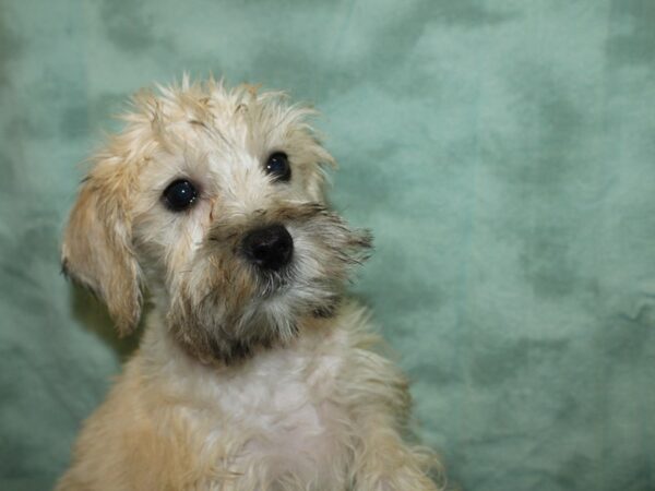 Miniature Schnauzer DOG Female BROWN WHITE 19180 Petland Dalton, Georgia