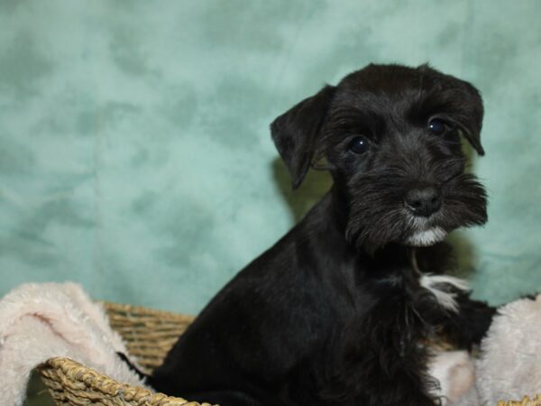 Miniature Schnauzer DOG Female BLK WHITE 19214 Petland Dalton, Georgia