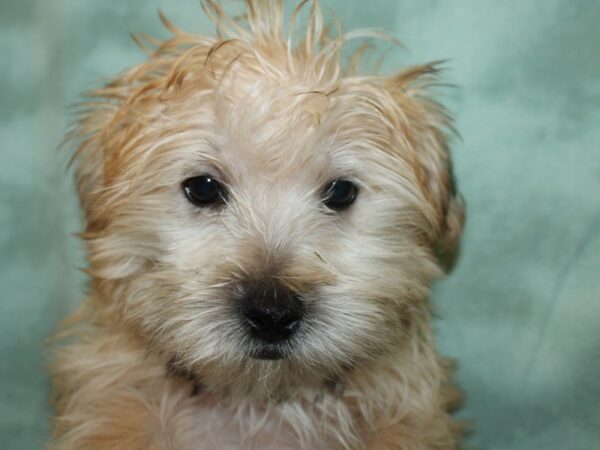 Morkie DOG Male BEIGE 19177 Petland Dalton, Georgia