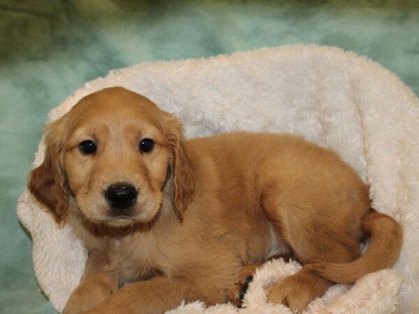 Golden Retriever DOG Male Red 19234 Petland Dalton, Georgia