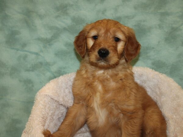 Goldendoodle DOG Male Red 19236 Petland Dalton, Georgia