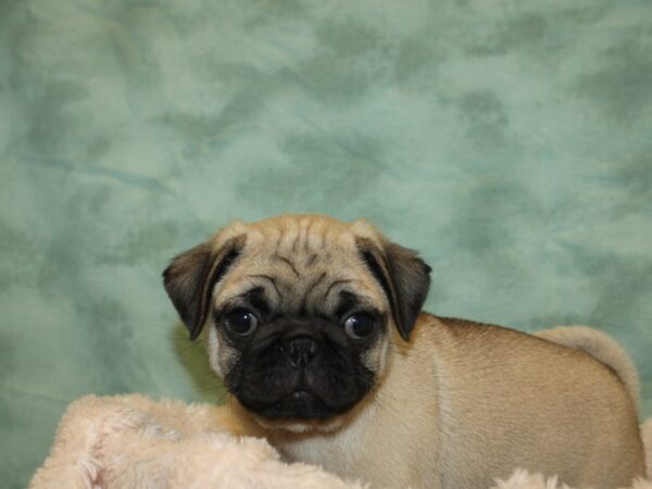 Pug DOG Male FAWN 19233 Petland Dalton, Georgia