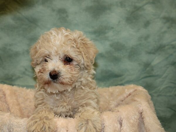 Havapoo-DOG-Female-LIGHT RED-19232-Petland Dalton, Georgia