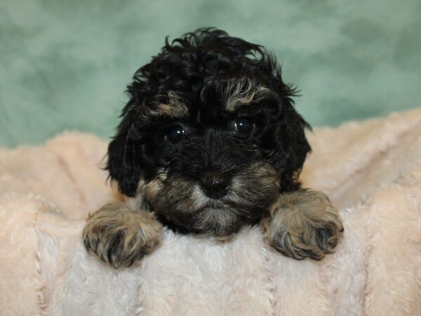 Havapoo DOG Female BLK TAN 8677 Petland Dalton, Georgia