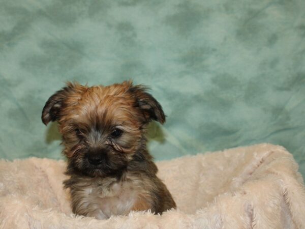 Morkie DOG Female BIEGE 8681 Petland Dalton, Georgia