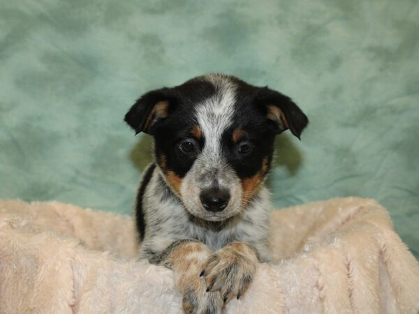 Blue Heeler DOG Male Blue Merle 19239 Petland Dalton, Georgia