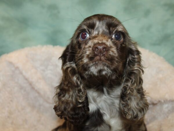 Cocker Spaniel DOG Female CHOC MERLE 19237 Petland Dalton, Georgia