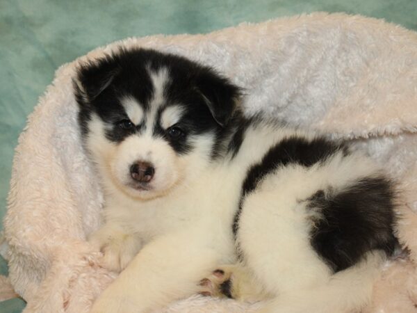 Pomsky DOG Male BLK WHITE 8679 Petland Dalton, Georgia