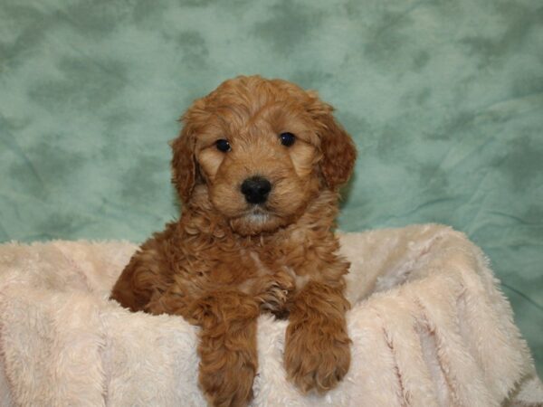 Goldendoodle DOG Male Red 8684 Petland Dalton, Georgia