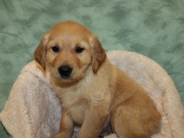 Golden Retriever DOG Male Red 8685 Petland Dalton, Georgia