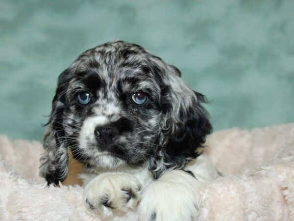 Cocker Spaniel DOG Female BLUE MERLE 19244 Petland Dalton, Georgia