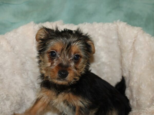 Yorkshire Terrier DOG Male Black and Tan 19255 Petland Dalton, Georgia