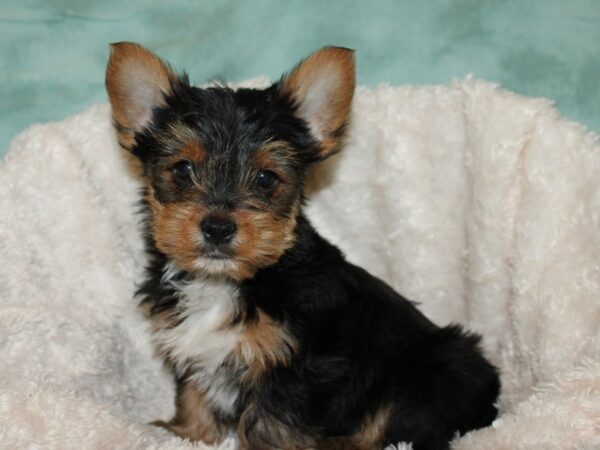 Yorkshire Terrier DOG Male Black and Tan 19254 Petland Dalton, Georgia