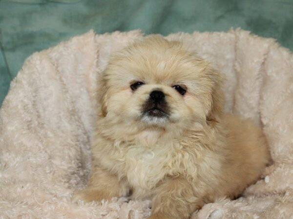 Pekingese DOG Male Cream 8689 Petland Dalton, Georgia