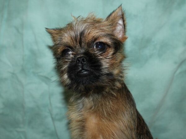 Brussels Griffon DOG Female Belge 19249 Petland Dalton, Georgia