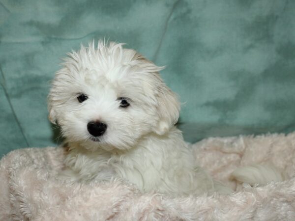 Maltese DOG Female White 19251 Petland Dalton, Georgia